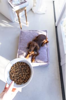Designed by Lotte Vive Matskål til Hund - Hvit  (51-653970-1500018289)