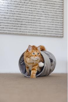 Designed by Lotte Cylla Velur Tunnel til Katt, Grå - 65cm (51-704747)