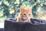 Designed by Lotte Kattekurv i Ribbestoff,  Antrasitt - 35cm (51-716278)