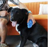 Kong Zoom Groom Børste (40-B0107)