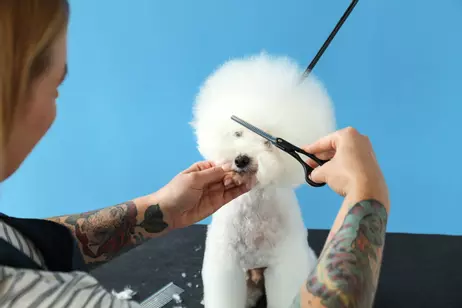 Andis Ensidig Effileringssaks (9-80645)