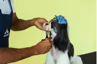 Andis Ensidig Effileringssaks (9-80645)