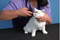 Andis Ensidig Effileringssaks (9-80645)