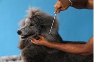 Andis Stålkam  (9-68545)