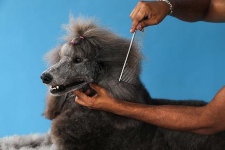 Andis Stålkam  (9-68545)