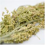 Jr Farm Panicle Hirse - 400g (5-25528)
