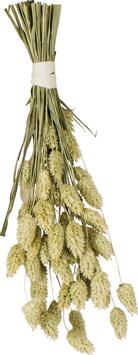  Jr Farm Kanarifrø - 20g