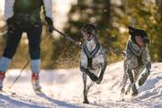 Seleverkstedet Nome Hundesele (123-100-002-1500023639)