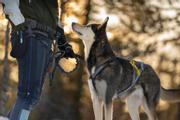 Seleverkstedet Nome Hundesele (123-100-002-1500023639)