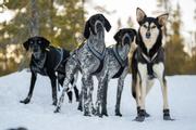 Seleverkstedet Nome Hundesele (123-100-002-1500023639)