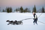 Seleverkstedet Nome Hundesele (123-100-002-1500023639)