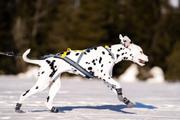 Seleverkstedet Nome Hundesele (123-100-002-1500023639)