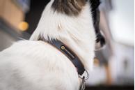 Seleverkstedet Secure Halsbånd (123-260-022)