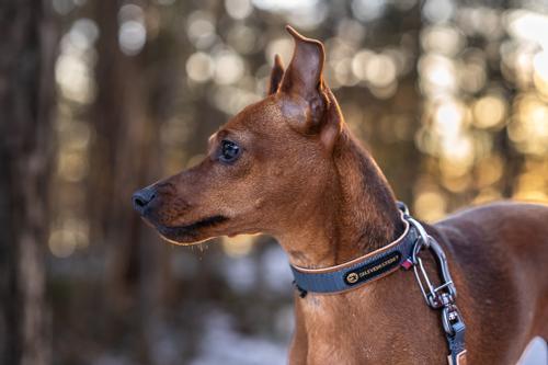 Seleverkstedet Secure Halsbånd (123-260-020-1500023875)