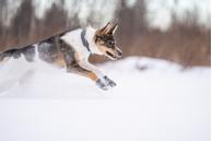 Seleverkstedet Endurance Potesokker 4pk - Grå (123-320-084)