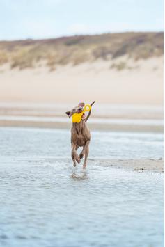 Hundeleke Flytende Bøye, Gul - 28cm (51-626891)