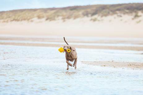 Hundeleke Flytende Bøye, Gul - 28cm (51-626891)
