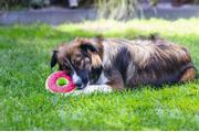 Fruity Donuts Hundeleke,  1stk - 12cm (51-617023)
