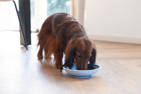 Slikkematte Disk, Blå - 19cm (51-626877)
