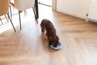 Slikkematte Disk, Blå - 19cm (51-626877)