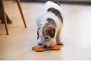 Slikkematte Hundebein,  Orange - 18cm (51-626869)
