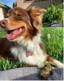 Whimzees Alligator (16-WH2100360-1500085649)