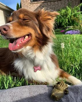 Whimzees Alligator (16-WH2100360-1500085649)