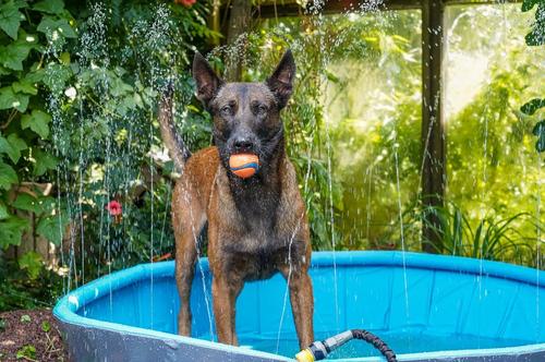 Sprinkle Pool Hundebasseng (14-522950-1500069637)