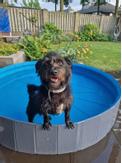 Sprinkle Pool Hundebasseng (14-522950)