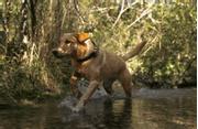 Tractive GPS XL til Hund - Adventure Edition (TRDOG4XLRUG)