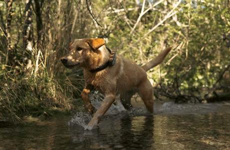 Tractive GPS XL til Hund - Adventure Edition (TRDOG4XLRUG)