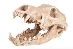  Akvariedekorasjon Hodeskalle - 24cm