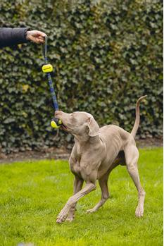 Tennisballer med Strikk og Håndløkke - 44cm (51-625067)