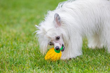 Fill-n-Freeze Frukt - 12cm (51-625973)