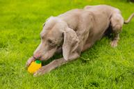 Fill-n-Freeze Frukt - 12cm (51-625973)