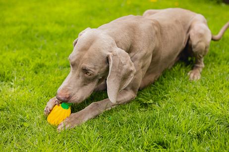 Fill-n-Freeze Frukt - 12cm (51-625973)