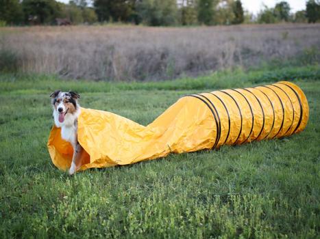 Agility Profi Tunnelpølse PRO-serie (56-AP22)