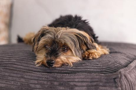 Designed by Lotte Hundemadrass i Ribbestoff - Brun (51-716117-1500019462)