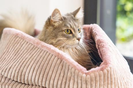 Designed by Lotte Kattekurv i Ribbestoff,  Rosa - 35cm (51-716172)