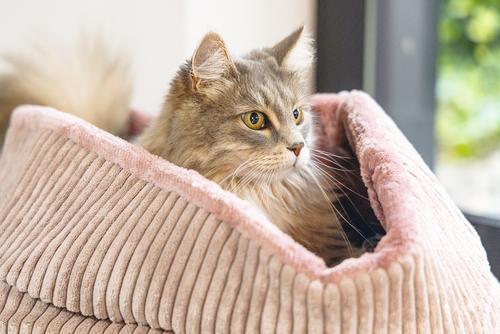 Designed by Lotte Kattekurv i Ribbestoff,  Rosa - 35cm (51-716172)