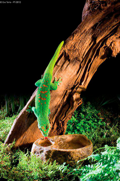 ExoTerra Gekko Matskål - 9cm (18-232.0810)