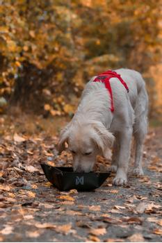 Non-stop Trekking Bowl (44-5066)