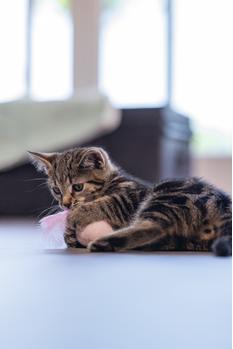 Rizo Ball med Fjær til Kattunge, Rosa - 5cm (51-430021)