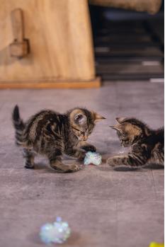 Crinkle Baller til Kattunge - 5cm (51-430030)