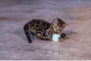Crinkle Baller til Kattunge - 5cm (51-430030)