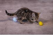 Crinkle Baller til Kattunge - 5cm (51-430030)