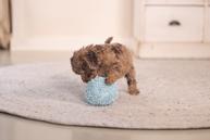 ECO Ball til Valp - Blå (51-619446-1500069114)