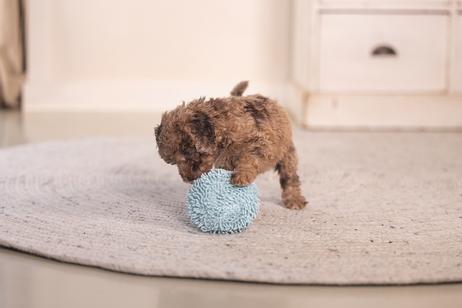 ECO Ball til Valp - Blå (51-619446-1500069114)