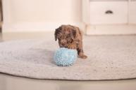 ECO Ball til Valp - Blå (51-619446-1500069114)