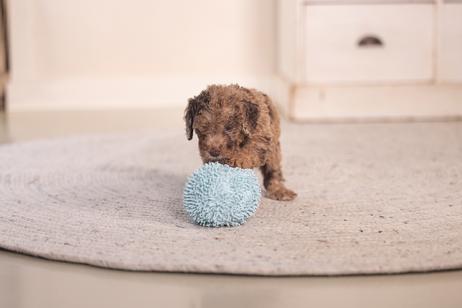 ECO Ball til Valp - Blå (51-619446-1500069114)